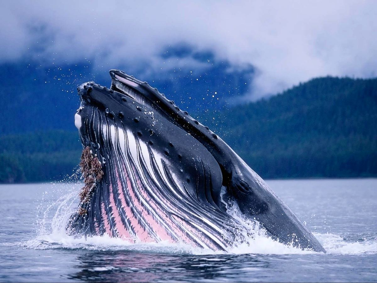 تمرین ارتباط با بیگانگان از طریق گفتگو با نهنگ‌ها!

