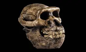 فسیلی که می‌تواند تاریخ انسان را بازنویسی کند