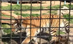 حمله ببر به عوامل برنامه تلویزیونی «در استان»/ ویدئو

