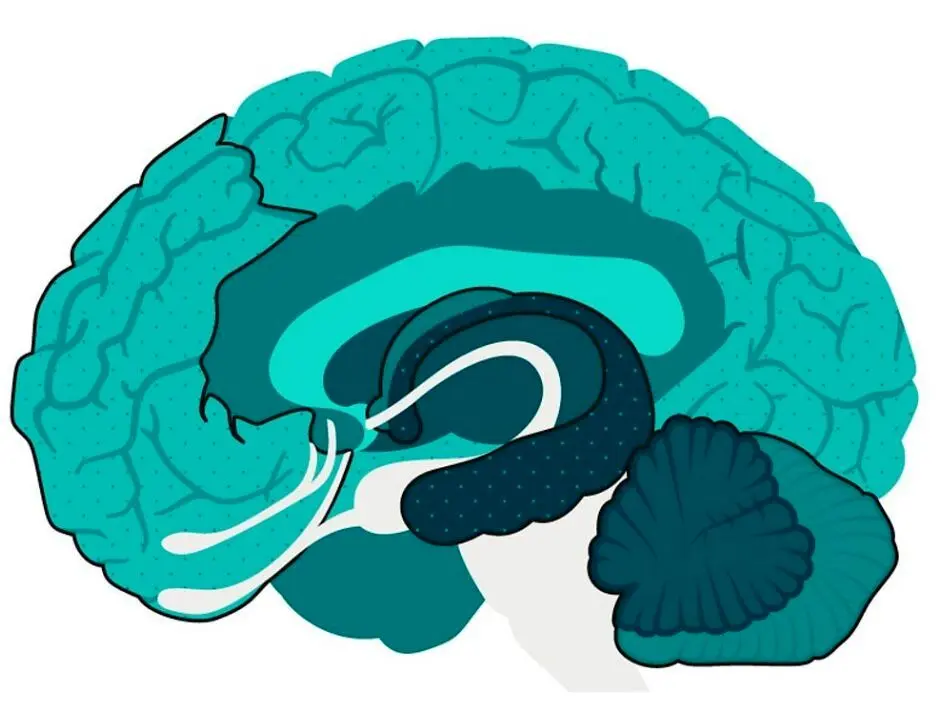 بهترین روش‌های جوان نگهداشتن مغز