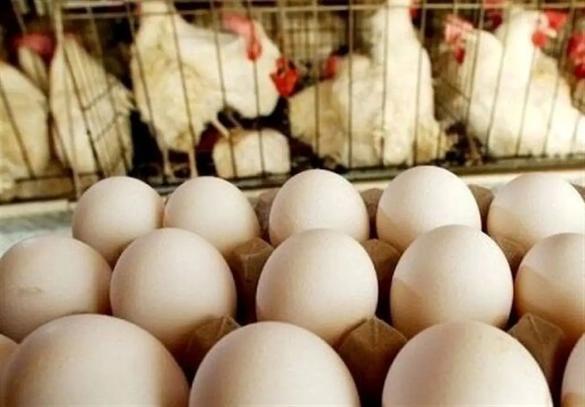 سفر به ایران قدیم؛ ۱۰ میلیون تخم‌مرغ و ۱۰۰هزارتن برنج از آمریکا رسید