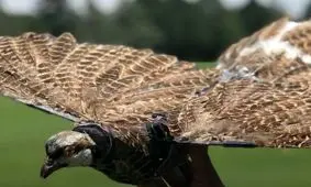 پهپاد خارق العاده و بی مانند دانشمند ایرانی در جهان