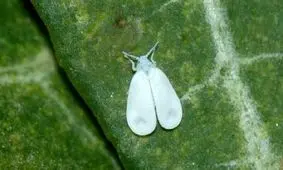 بازگشت پشه های سفید به تهران؛ باز هم بوی نامطبوع در دریاچه خلیج فارس