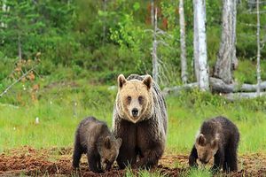خرس مادر و دو توله زیبا در پارک ملی گلستان