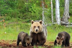 خرس مادر و دو توله زیبا در پارک ملی گلستان