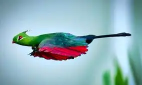 موزخوار شلو را تا کنون دیده اید؟/ تصاویر