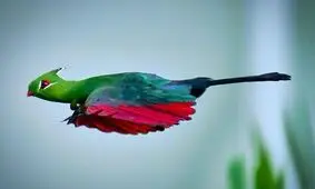 موزخوار شلو را تا کنون دیده اید؟/ تصاویر