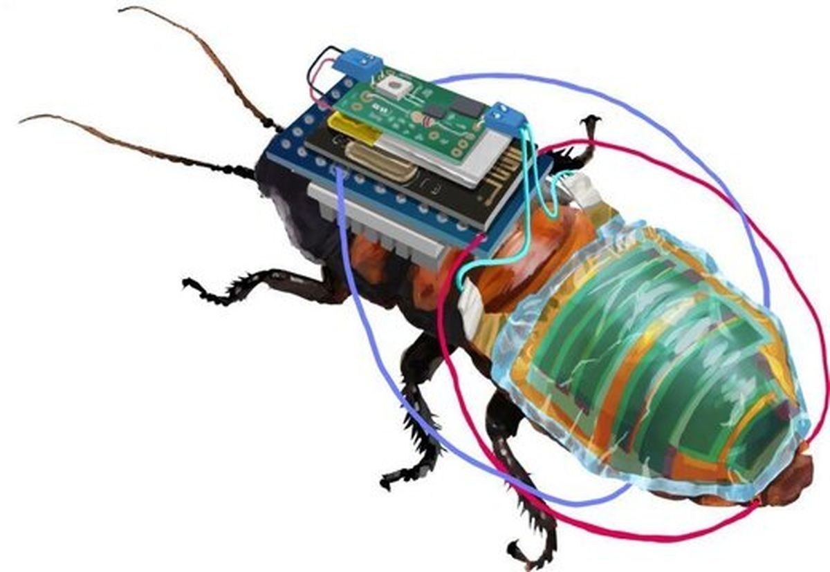 توانایی عجیب سوسک سایبورگ برای استفاده های علمی و احتمالا نظامی و جاسوسی!