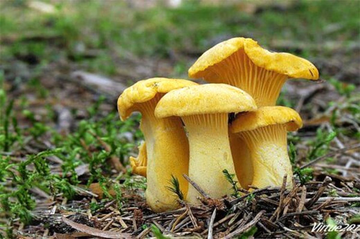 قارچهای سمی و خودرو را برداشت نکنید