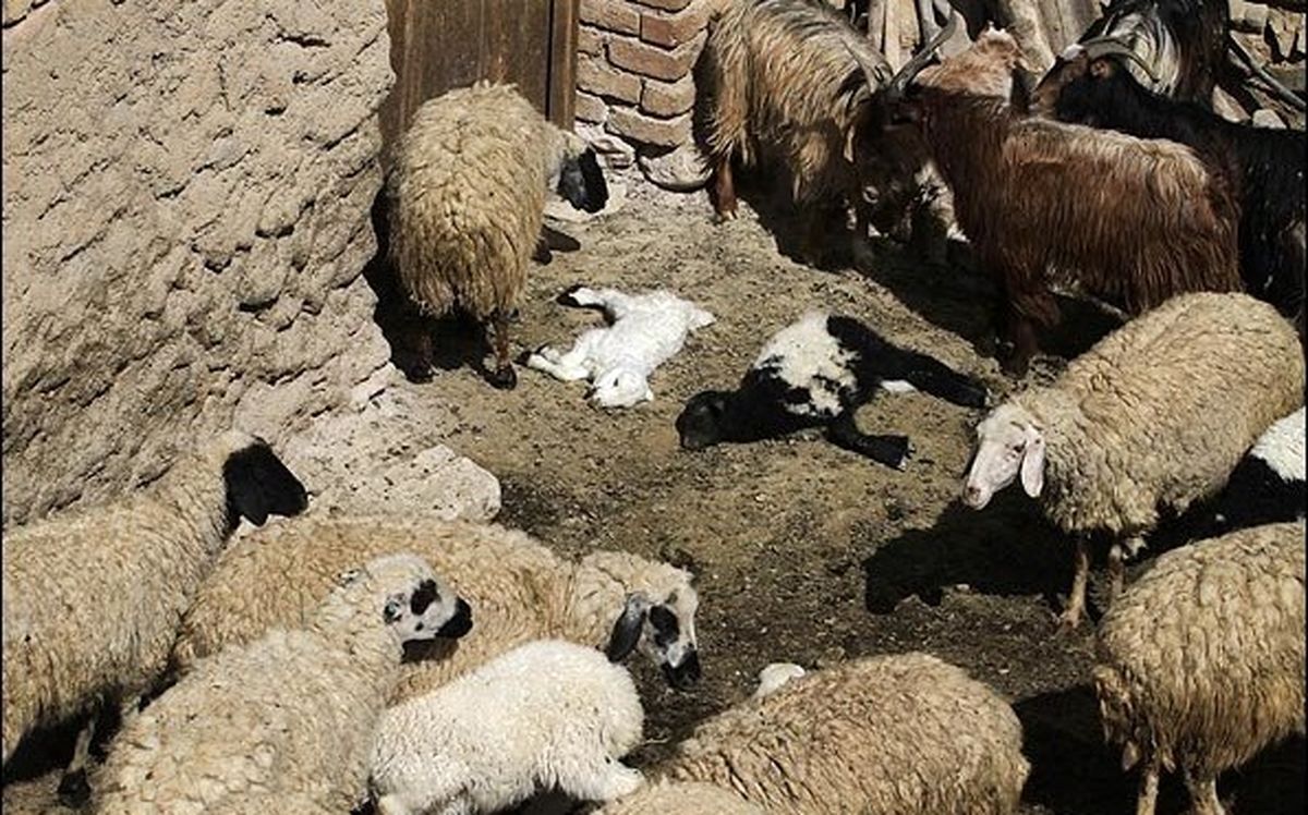 تلفات دام در خراسان شمالی به یک سوم کاهش یافت