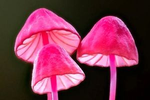 عکسهایی که جهان شگفتانگیز «قارچها» را به تصویر میکشند