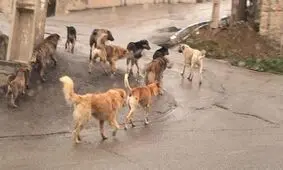 حمله خونین سگ ولگرد به یک زن و 3 کودک بیرجندی