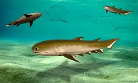 این کوسه ۴۳۹ میلیون ساله قدیمی‌ترین موجود فک دار جهان است