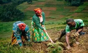 کاشت درختان در مکان‌های اشتباه زمین را گرم‌تر می‌کند