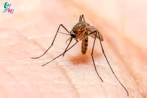 ایران بزرگترین کشور منطقه در حذف مالاریا