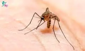 ایران بزرگترین کشور منطقه در حذف مالاریا