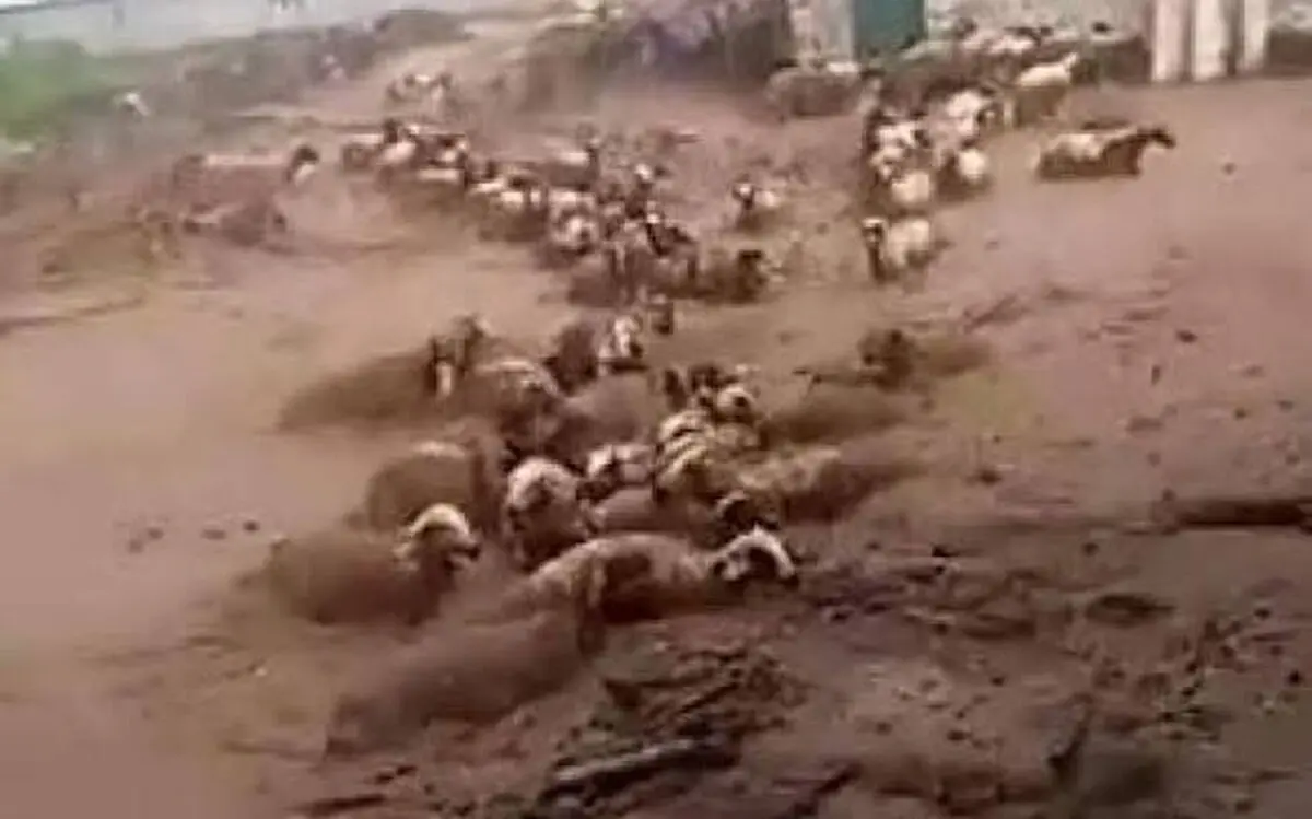 گرفتار شدن گله گوسفندان در سیل روستای قرق چناران/ ویدئو