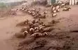 گرفتار شدن گله گوسفندان در سیل روستای قرق چناران/ ویدئو