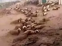 گرفتار شدن گله گوسفندان در سیل روستای قرق چناران/ ویدئو