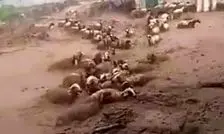 گرفتار شدن گله گوسفندان در سیل روستای قرق چناران/ ویدئو