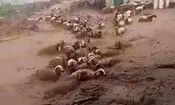 گرفتار شدن گله گوسفندان در سیل روستای قرق چناران/ ویدئو