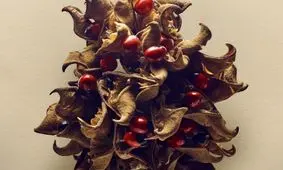 زیبایی‌های پنهان دانه‌ها و میوه‌های کوچک 