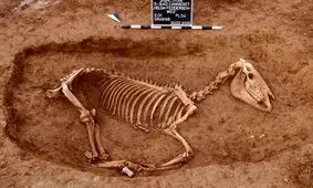 اسب‌ های سواره‌نظام روم باستان بعد از 1800 سال از زیر خاک بیرون آمدند