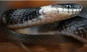 کشف یک گونه جدید مار/ تصویر