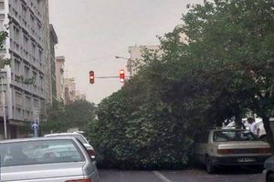 طوفان در تهران/ سقوط درختان بر روی خودروی شهروندان/ ویدئو