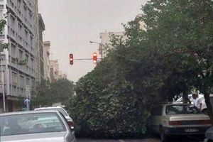 طوفان در تهران/ سقوط درختان بر روی خودروی شهروندان/ ویدئو