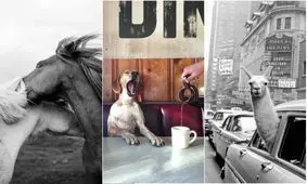 منتخبی از جذاب‌ترین عکس‌های ثبت‌شده از حیوانات که تماشایشان حالتان را بهتر می‌کند
