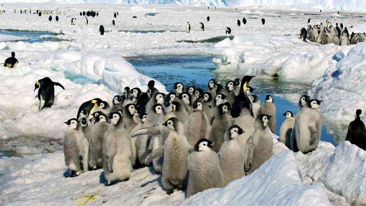 کُلنی جدیدی از پنگوئن‌های امپراتور با استفاده از تصاویر ماهواره‌ای در قطب جنوب کشف شد

