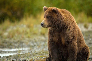 مشاهده خرس قهوه‌ای در همدان پس از نیم قرن