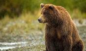 مشاهده خرس قهوه‌ای در همدان پس از نیم قرن