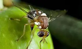  مهاجمان زیستی، کشاورزی 4 استان را درگیر کرده‌اند

