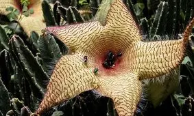 شهرت عجیب این گل به خاطر بویش