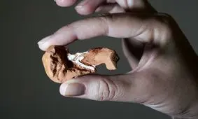 کشف یک خزنده جدید ۲۲۵ میلیون ساله در برزیل!