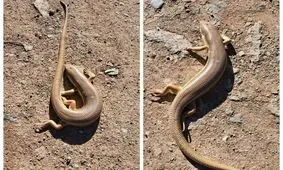 شجاعت یک مارمولک در مقابل مار کبرا و دو شیر/ ویدئو