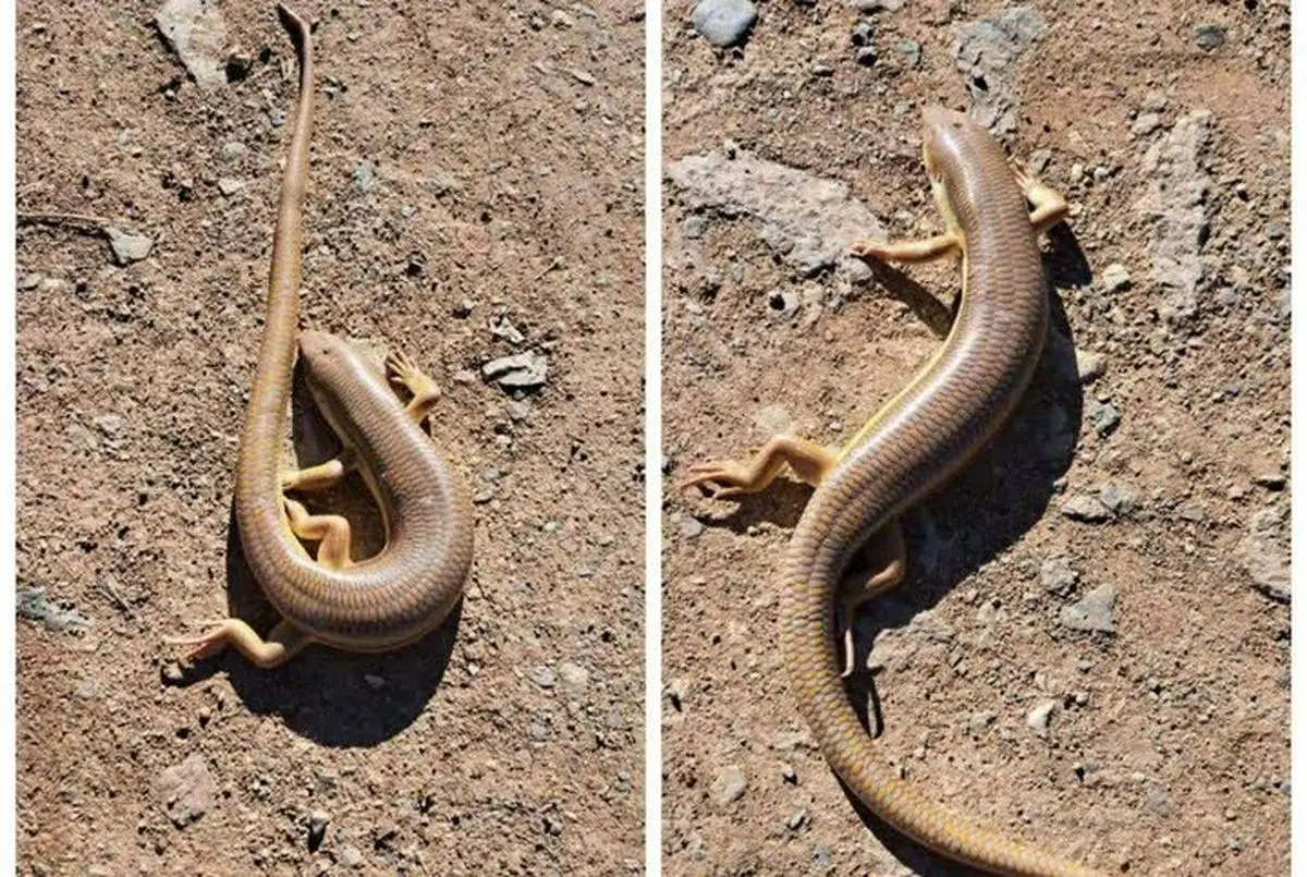 شجاعت یک مارمولک در مقابل مار کبرا و دو شیر/ ویدئو