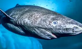 راز جالب زندگی این جانوران شگفت‌انگیز!