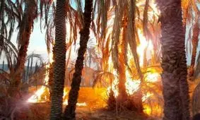 آتش‌سوزی درخت نخل بر اثر صاعقه/ ویدئو