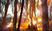 آتش‌سوزی درخت نخل بر اثر صاعقه/ ویدئو