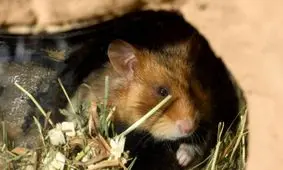 چرا گاهی اوقات برخی حیوانات بچه های خود را می خورند؟