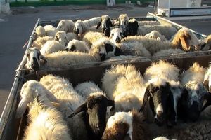 کشف ۱۰۱ رأس گوسفند قاچاق در فردوس