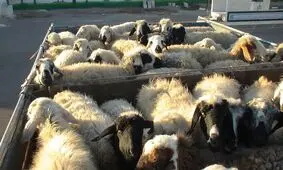 کشف ۱۰۱ رأس گوسفند قاچاق در فردوس