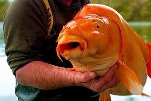 صید بزرگترین ماهی قرمز جهان/ تصویر
