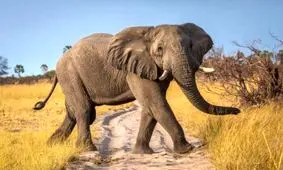 فیل‌ها بدون سبیل‌های روی خرطومشان تقریباً نابینا هستند