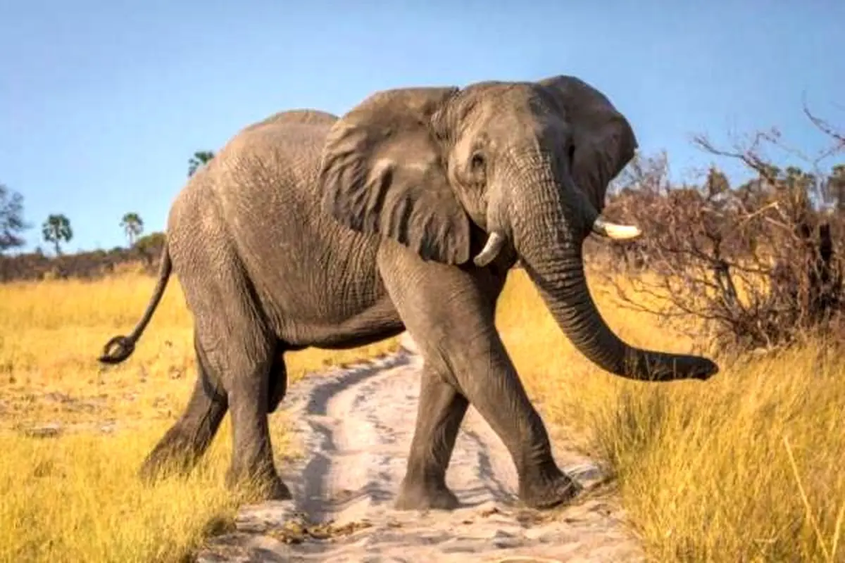 فیل‌ها بدون سبیل‌های روی خرطومشان تقریباً نابینا هستند