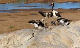 مشاهده ۵ لک‌لک‌ نوک‌زینی زیبا و بسیار کمیاب/ ویدئو

