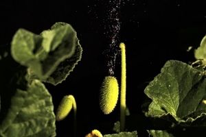 گیاه عجیبی که مایع درون خود را پرتاب می کند!/ تصاویر و ویدئو
